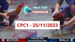 Đá gà CPC1 25-11-2023