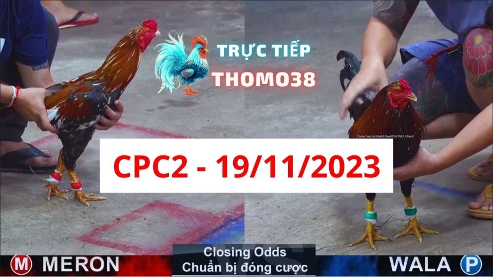 Đá gà CPC2 19-11-2023