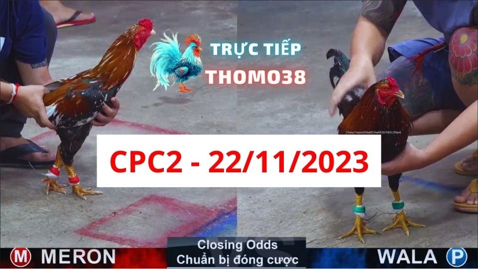 Đá gà CPC2 22-11-2023