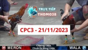 Đá gà CPC3 21-11-2023