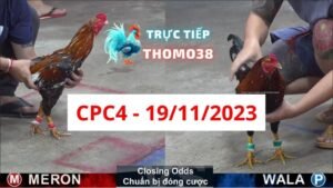 Đá gà CPC4 19-11-2023