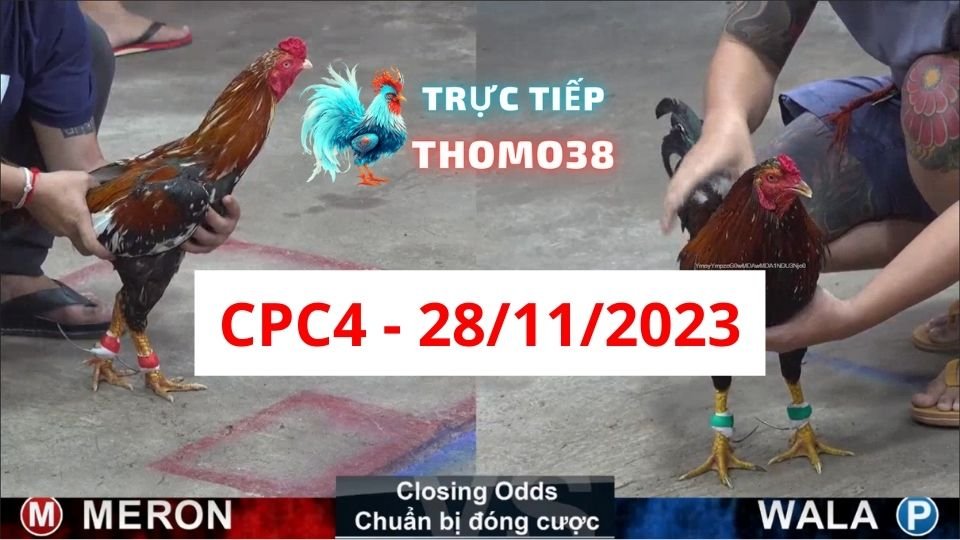 Đá gà CPC4 28-11-2023