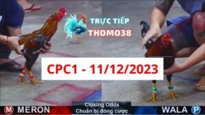 Đá gà CPC1 11-12-2023