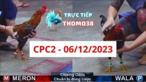Đá gà CPC2 06-12-2023
