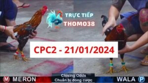 Đá gà CPC2 21-01-2024