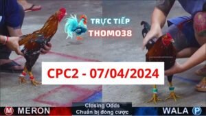 Đá gà CPC2 07-04-2024