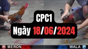 Đá gà CPC1 18-06-2024