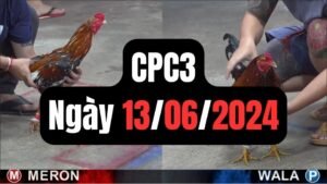 Đá gà CPC3 13-06-2024