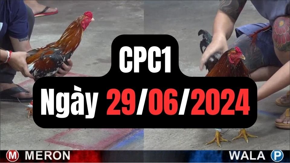 Đá gà CPC1 29-06-2024