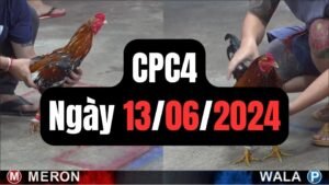 Đá gà CPC4 13-06-2024