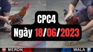 Đá gà CPC4 18-06-2024
