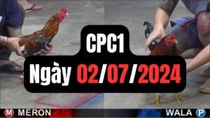 Đá gà CPC1 02-07-2024