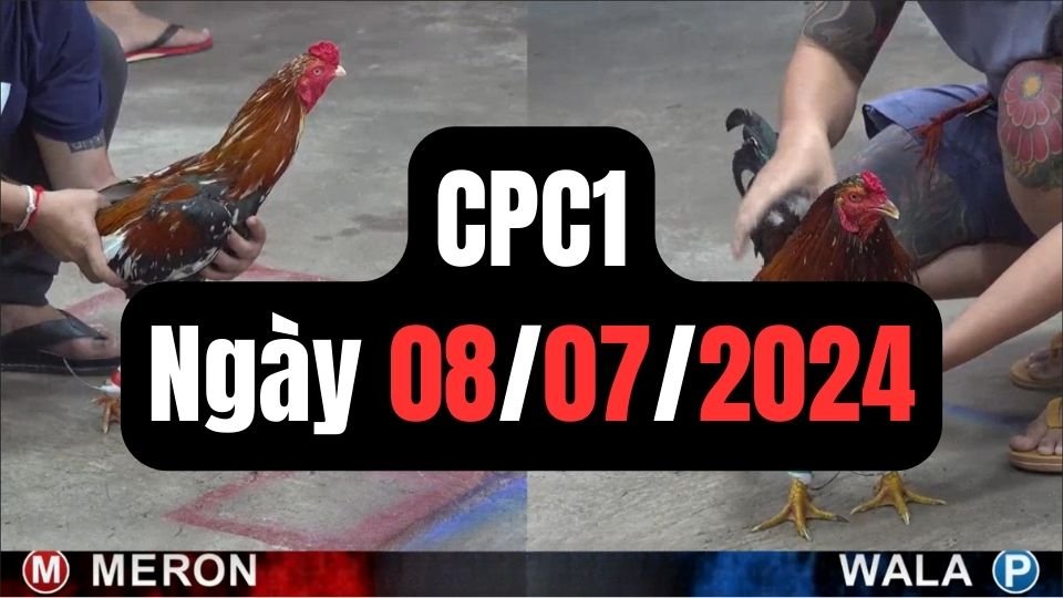 Đá gà CPC1 08-07-2024