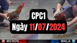 Đá gà CPC1 11-07-2024