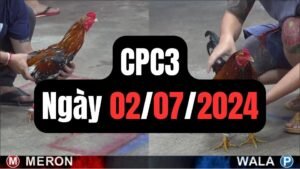Đá gà CPC3 02-07-2024