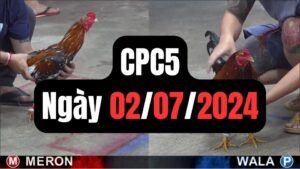 Đá gà CPC5 02-07-2024